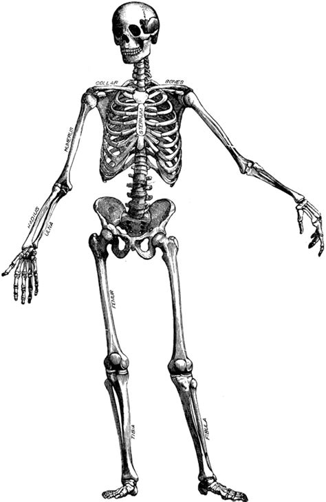 Human Skeleton Diagram Without Labels - ClipArt Best