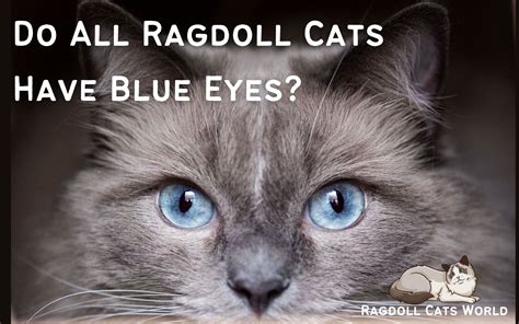 Do All Ragdoll Cats Have Blue Eyes? - Ragdoll Cats World