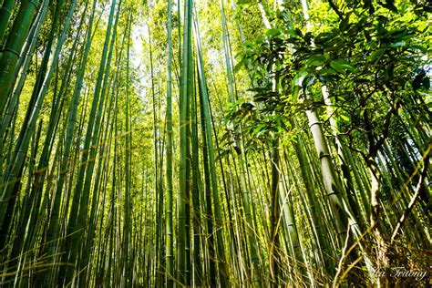 Arashiyama Bamboo Forest Kyoto: Detailed Guide | Expatolife