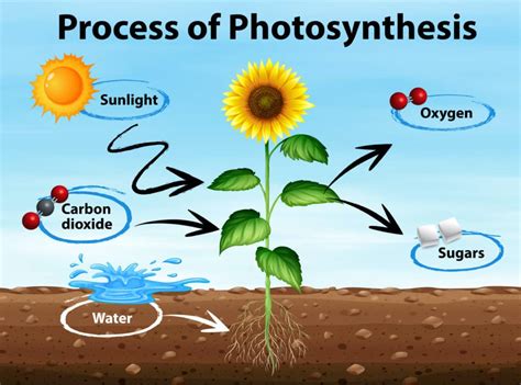 What is photosynthesis?