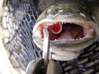 Bowfin - FLY FISH South Jersey