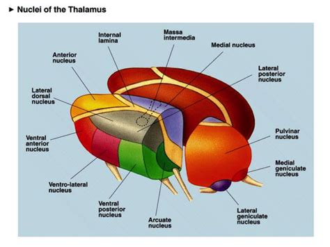 Thalamus Nuclei Destinations Diagram Diagram | Quizlet