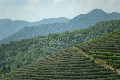 Tea Garden Picture And HD Photos | Free Download On Lovepik