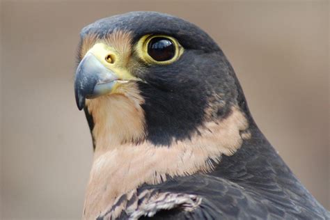 My favorite facts about Peregrine Falcons - Center of the West