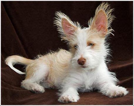 Portuguese Podengo | Puppies, Portuguese podengo, Dog breeds