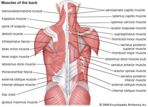 8 Simple Moves to Strengthen Your Back | Lumo | Muscle diagram, Muscle ...