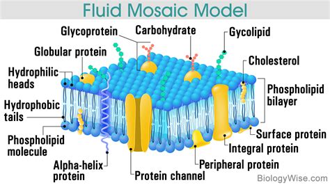 Cell Membrane | Plasma membrane, Membrane, Study biology