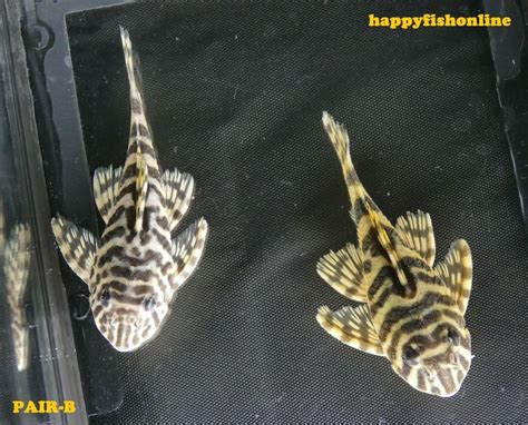 BREEDING PAIR OF L134 LEOPARD FROG PLECOS - WILD PAIR B - ONLY PAIR ON ...