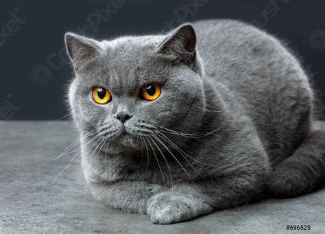 British shorthair cat - stock photo 696525 | Crushpixel