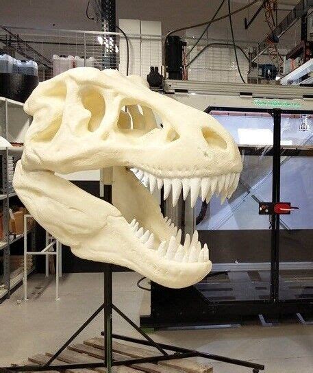 Large Replica Fossil T.Rex Dinosaur Skull 90CM | eBay