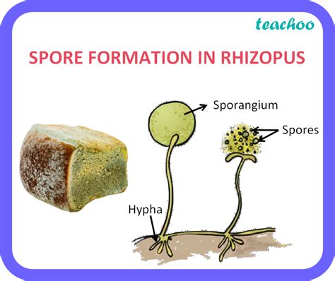 Plant Spore Diagram