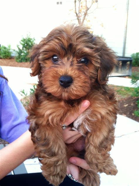 Toy Yorkie Poo Full Grown | Wow Blog