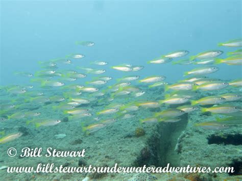 Diving Subic Bay-Part Two – Bill Stewart's Underwater Adventures