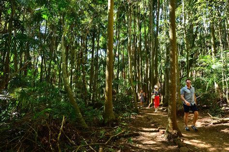 Springbrook & Tamborine Rainforest Tour - Queensland Day Tours Reservations