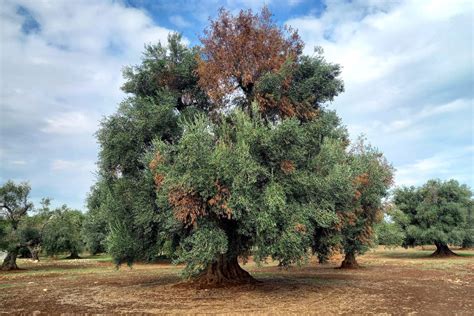 Xylella Fastidiosa: The Bacterium Devastating Puglia’s Olive Trees ...