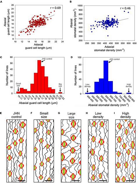 Frontiers | Induced Genetic Variations in Stomatal Density and Size of ...