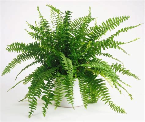 Fern Nephrolepis: care at home