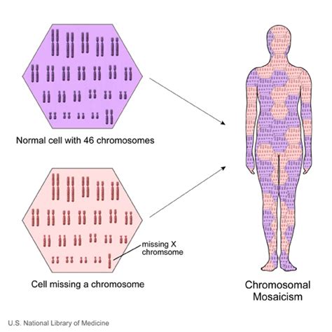 Mosaic | UVM Genetics & Genomics Wiki | FANDOM powered by Wikia