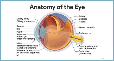 Special Senses The Eye And Vision Anatomy Worksheet Answers Anatomy ...