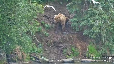 Brooks Falls Brown Bears Snapshot taken by texanrhonda | Explore.org