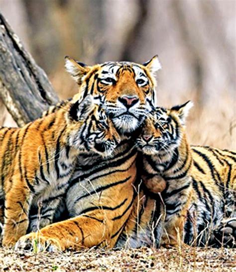 National Tiger Conservation Authority (NTCA) | Tiger conservation ...