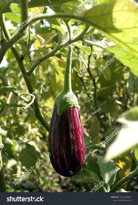 Brinjal Farming Brinjal Crop Field Stock Photo 1321349672 | Shutterstock