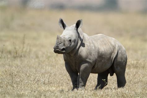 File:White Baby Rhino.jpg - Wikimedia Commons