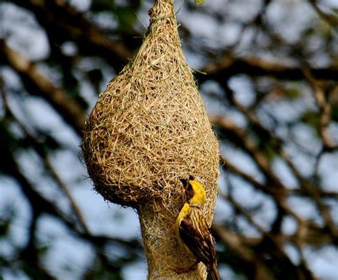 Textile in the Trees: Weaver Bird Nests | Garden Design