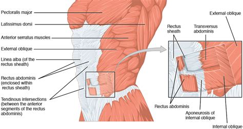 Scar Tissue in the Abdominal Muscles, While Debilitating, is Ususally a ...