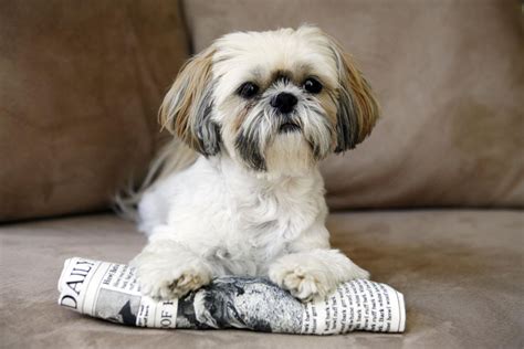 Shih Tzu Dog Breed Profile