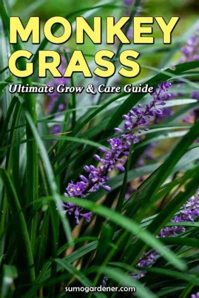 Monkey Grass Ultimate Grow & Care Guide - Sumo Gardener