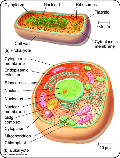 Cell structure of (a) bacteria and the archaeans and (b) eukaryotic ...