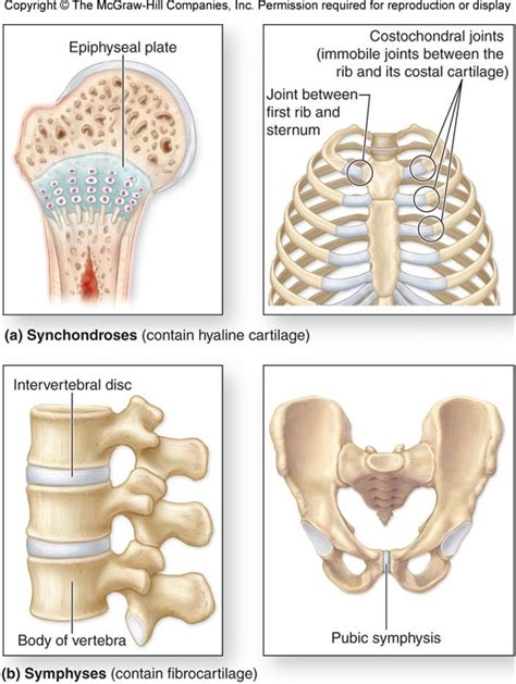 Cartilaginous Joints Diagram | Quizlet