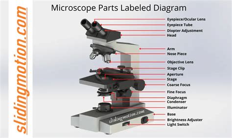 Complete Guide on 16 Essential Microscope Parts: Labled Diagram