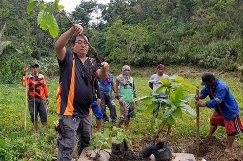 New cacao farming technique turns an all-year round harvest | DOSTv ...