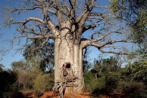 The Baobab Tree | Sisters of Charity of Nazareth