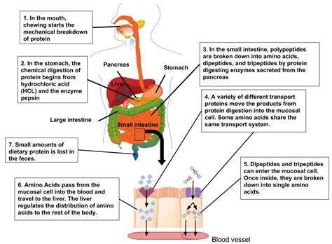 Protein Digestion and Absorption – Human Nutrition