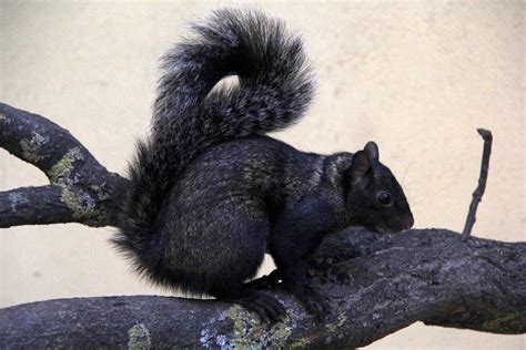 Yucatan squirrel (Sciurus yucatanensis) - ZooChat