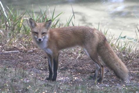 Florida Red Fox | Dennis Adair | Flickr