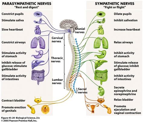 medulla oblongata autonomic - Google Search | Autonomic nervous system ...