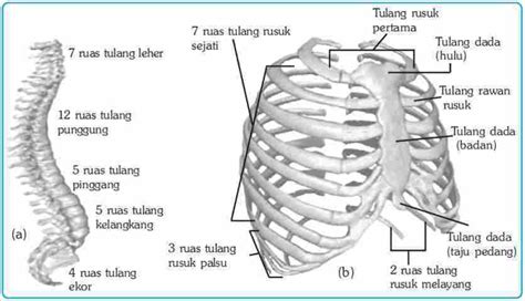 Gambar Tulang Rusuk Melayang Adalah – cabai