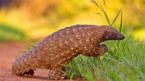 Pangolin Wallpapers - Wallpaper Cave 3EF