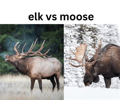 Moose Vs Elk: Key Differences Explained A-Z Animals, 54% OFF