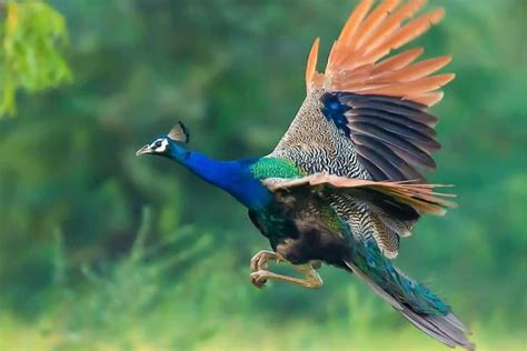 Can Peacocks Fly? Interesting Facts with Pictures - Birds Fact