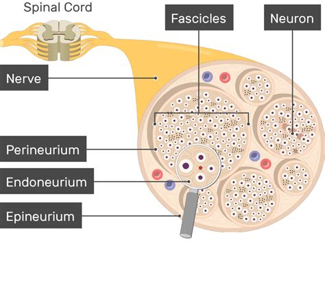 Nerve Structure (Anatomy and diagram) | GetBodySmart