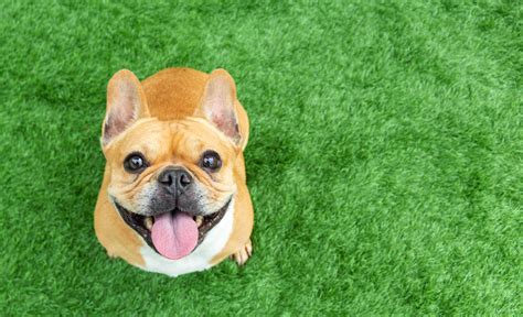 Pet Expo Booth Ideas and Tips for Global Pet Expo 2024 » Cardinal Expo