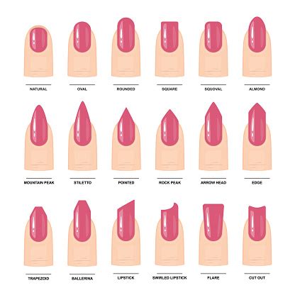 Big Set Of Different Nail Shapes Manicure Guide Vector Illustration ...