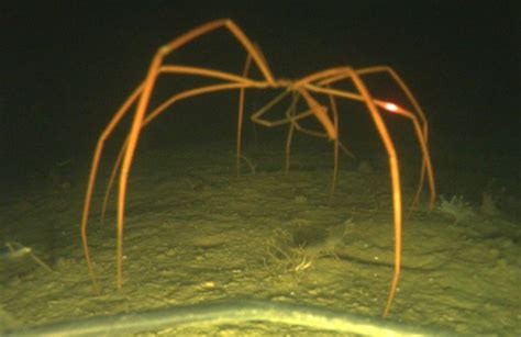 Giant Sea Spiders 3 Feet Wide!