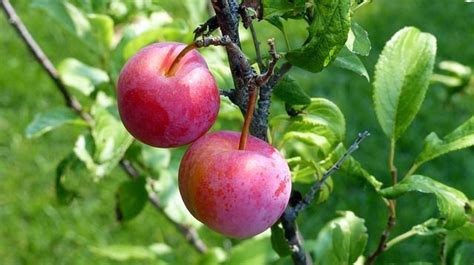 Experimental Hybrid Peach X Plum fruit tree LIVE PLANT TkBuckeye ...