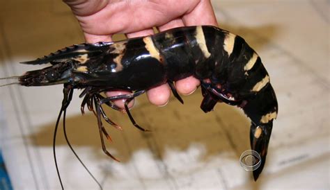 Giant Asian tiger prawn invade Gulf waters - CBS News